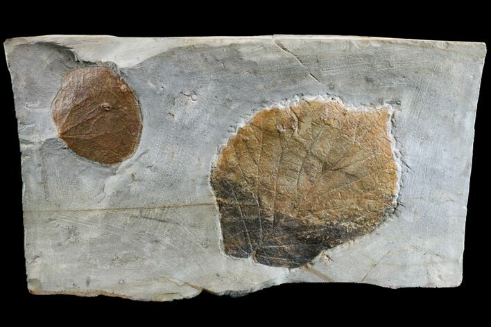 Two Fossil Leaves (Zizyphoides & Beringiaphyllum) - Montana #165008